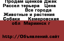 Продам щенков Джек Рассел терьера › Цена ­ 25 000 - Все города Животные и растения » Собаки   . Кемеровская обл.,Мариинск г.